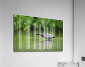 DSC05997 Edit 5 Acrylic Print