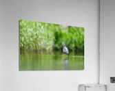 DSC06071 Edit 2 Acrylic Print