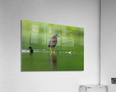DSC09642 Edit 2 Acrylic Print