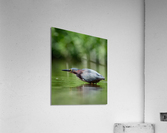 DSC05997 E3 Acrylic Print