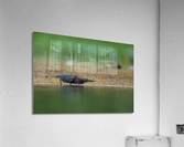 DSC06975 Edit Acrylic Print