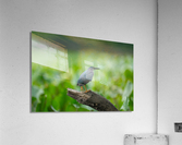 DSC09205 Edit 2 Acrylic Print