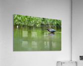 DSC05997 Edit Acrylic Print