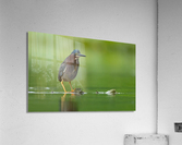 DSC09642 Edit 6 Acrylic Print