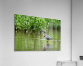 DSC05934 Edit 2 Acrylic Print
