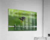 DSC00037 Edit Acrylic Print