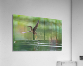 DSC00031 Edit 2 Acrylic Print