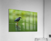 DSC09787 Edit Acrylic Print