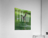 DSC00031 Edit 3 Acrylic Print