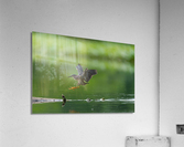 DSC00038 Edit Acrylic Print