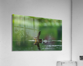 DSC09989 Edit 2 Acrylic Print