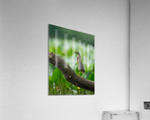 DSC00156 Edit 5 Acrylic Print