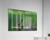 DSC09989 Edit Acrylic Print