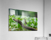 DSC00156 Edit Acrylic Print