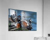 DSC04523 Edit Acrylic Print