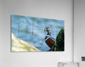 DSC08228 Edit Acrylic Print