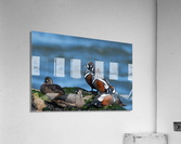 DSC04415 Edit 2 Acrylic Print