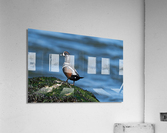 DSC05117 Edit Acrylic Print