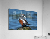 DSC09454 Edit Acrylic Print