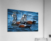 DSC01926 Edit Acrylic Print