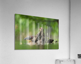DSC00840 Edit Acrylic Print