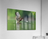 DSC00805 Edit Acrylic Print