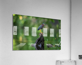 DSC06413 Edit Acrylic Print