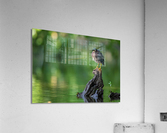 DSC06537 Edit 2 Acrylic Print