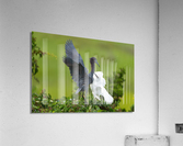 DSC03422 Edit 2 Acrylic Print