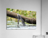 DSC04715 Edit 2 Acrylic Print
