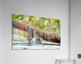 DSC04714 Edit 2 Acrylic Print