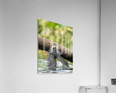 DSC04713 Edit 3 Acrylic Print