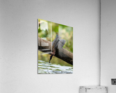 DSC04719 Edit 3 Acrylic Print