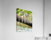 DSC04738 Edit 3 Acrylic Print