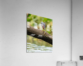DSC04738 Edit 5 Acrylic Print
