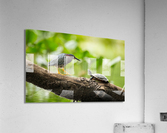 DSC02391 Edit 6 Acrylic Print