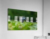DSC06004 Edit 6 Acrylic Print