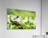 DSC01942 Edit 2 Acrylic Print