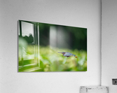 DSC06012 Edit 2 Acrylic Print