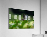 DSC05997 Edit Acrylic Print