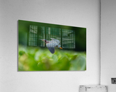 DSC06004 Edit 2 Acrylic Print