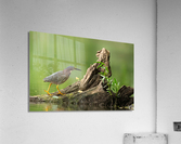 DSC03183 Edit 5 Acrylic Print