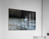 DSC03671 Edit 2 Acrylic Print