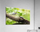 DSC02391 Edit 2 Acrylic Print