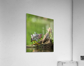 DSC03278 Edit 6 Acrylic Print