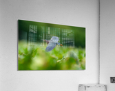 DSC06007 Edit 2 Acrylic Print