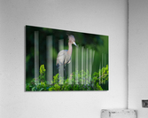 DSC09764 Edit 2 Acrylic Print