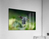 DSC05995 Edit 5 Acrylic Print