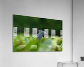 DSC06003 Edit Acrylic Print