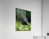 DSC06011 Edit 7 Acrylic Print